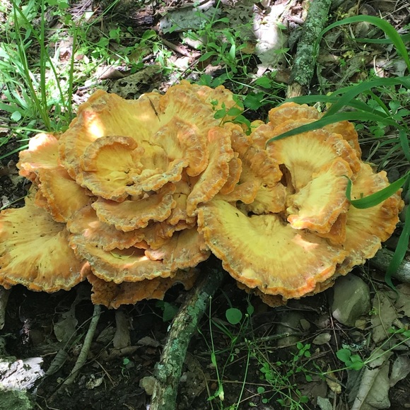 Meet your Posher, Leneatra - Picture 2 of 16